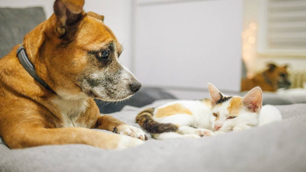 Happy dog and cat